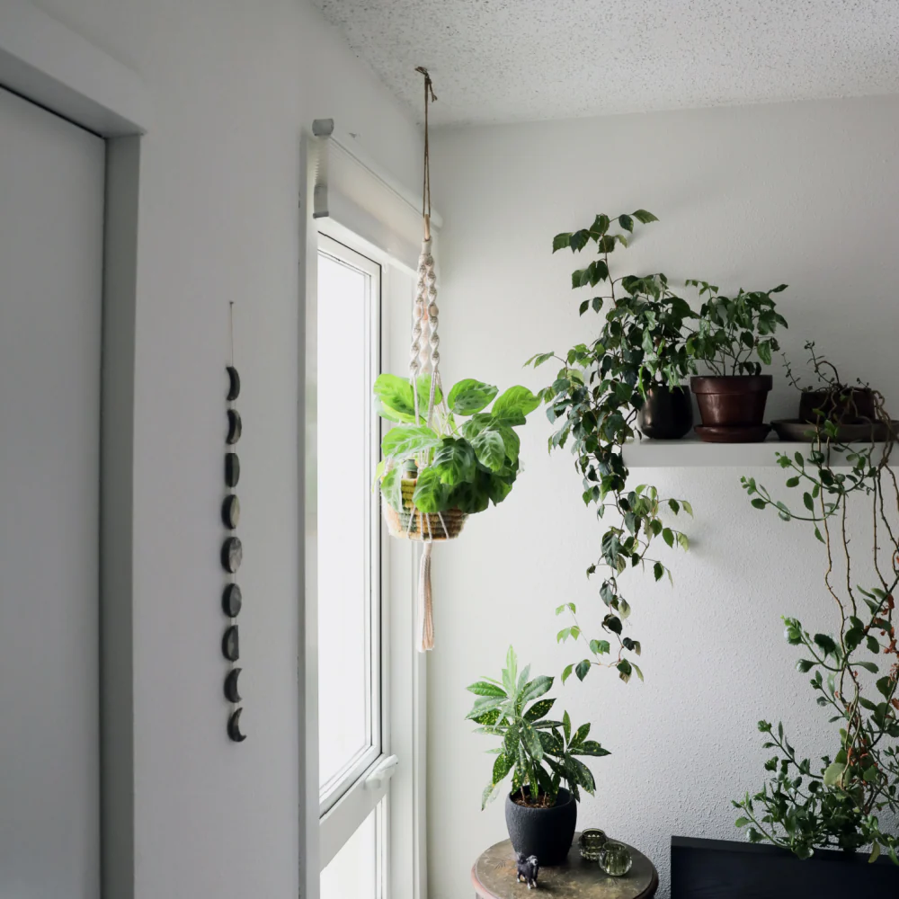 Macrame Plant Hanger - Image 4
