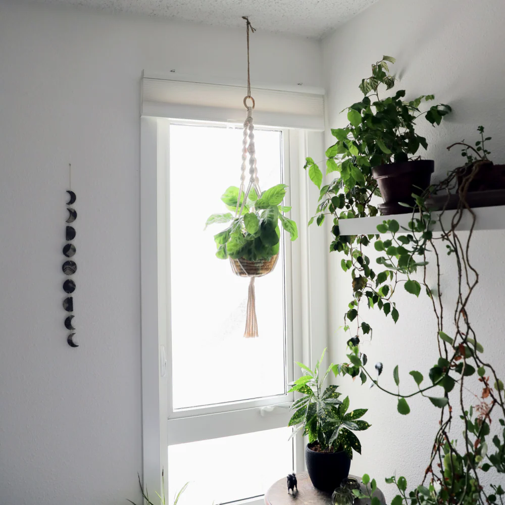 Macrame Plant Hanger - Image 5